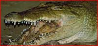 crocdile